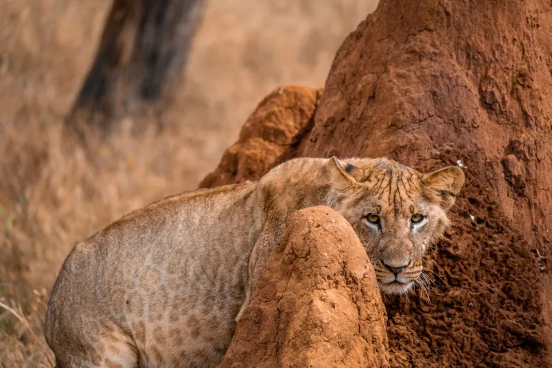 Aspetta come un Leone, Scommetti come un Campione: L'Arte del Timing Perfetto